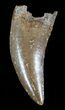 Tyrannosaur (Nanotyrannus) Tooth - Montana #49536-2